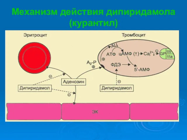 Механизм действия дипиридамола (курантил)
