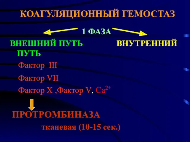 КОАГУЛЯЦИОННЫЙ ГЕМОСТАЗ 1 ФАЗА ВНЕШНИЙ ПУТЬ ВНУТРЕННИЙ ПУТЬ Фактор III