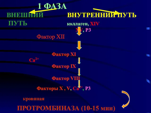 1 ФАЗА ВНЕШНИЙ ВНУТРЕННИЙ ПУТЬ ПУТЬ коллаген, XIV XV, Р3