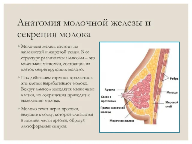 Анатомия молочной железы и секреция молока Молочная железа состоит из