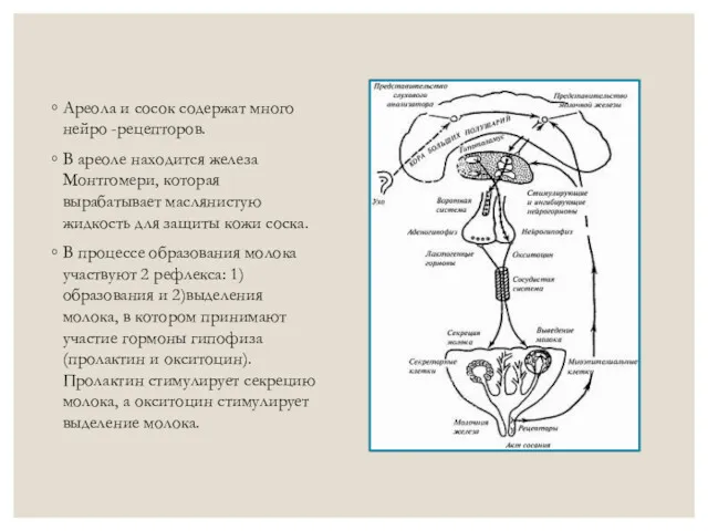 Ареола и сосок содержат много нейро -рецепторов. В ареоле находится