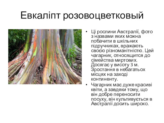 Евкаліпт розовоцветковый Ці рослини Австралії, фото з назвами яких можна