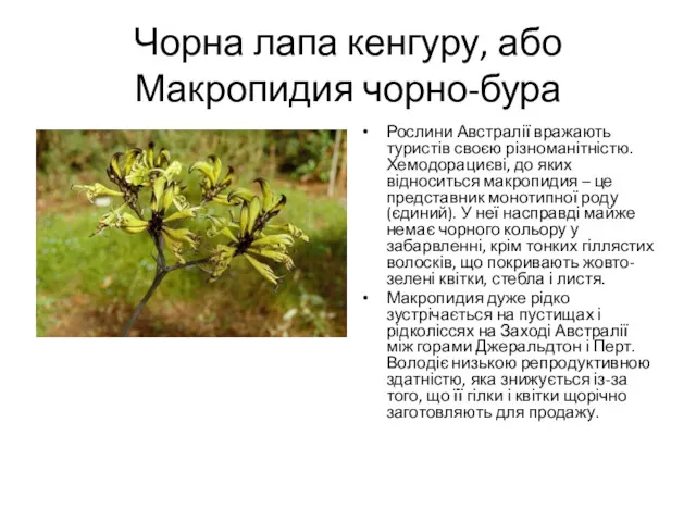 Чорна лапа кенгуру, або Макропидия чорно-бура Рослини Австралії вражають туристів