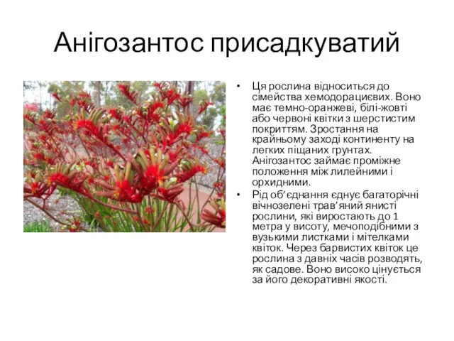 Анігозантос присадкуватий Ця рослина відноситься до сімейства хемодорациєвих. Воно має