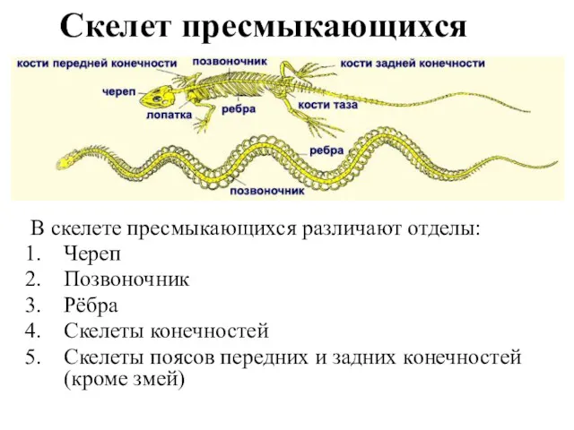 Скелет пресмыкающихся В скелете пресмыкающихся различают отделы: Череп Позвоночник Рёбра