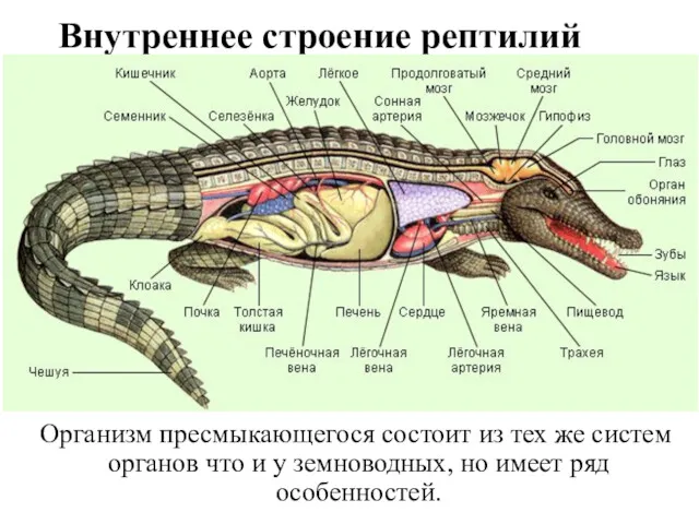 Внутреннее строение рептилий Организм пресмыкающегося состоит из тех же систем