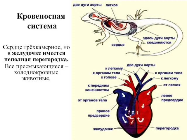 Кровеносная система Сердце трёхкамерное, но в желудочке имеется неполная перегородка. Все пресмыкающиеся – холоднокровные животные.