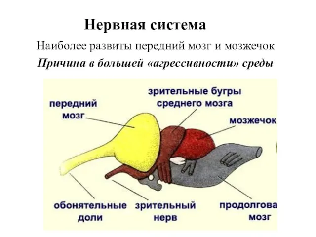 Нервная система Наиболее развиты передний мозг и мозжечок Причина в большей «агрессивности» среды