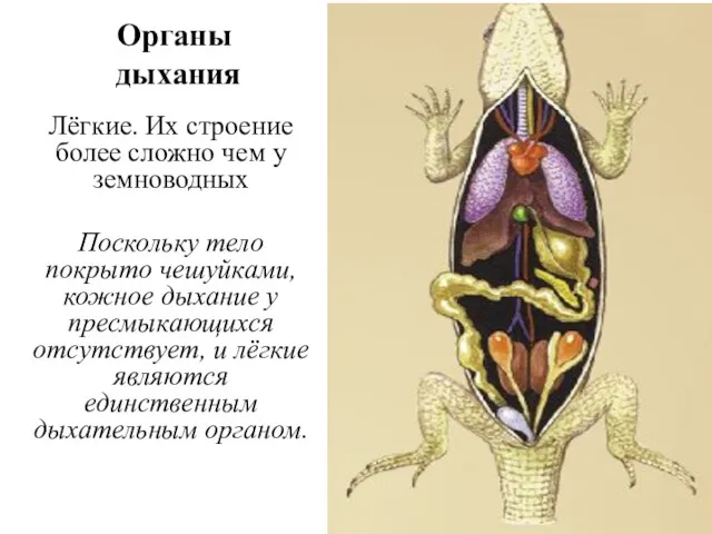 Органы дыхания Лёгкие. Их строение более сложно чем у земноводных