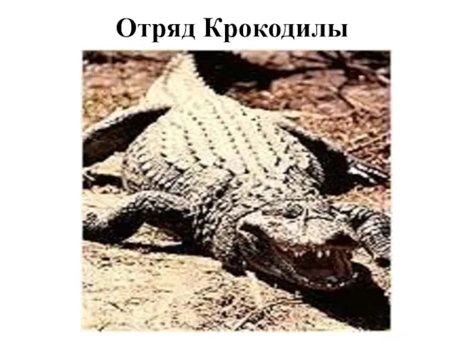 Отряд Крокодилы