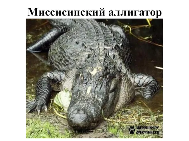 Миссисипский аллигатор