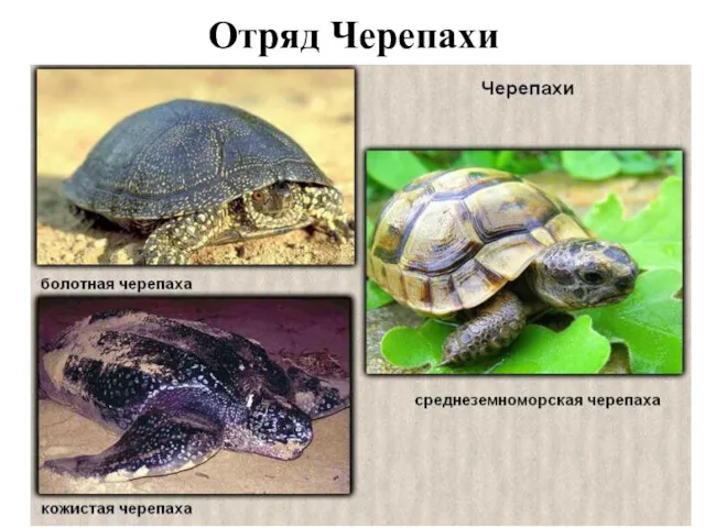 Отряд Черепахи