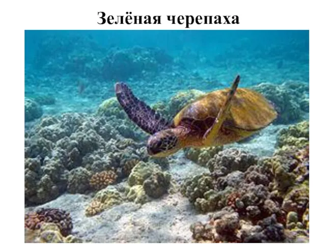 Зелёная черепаха