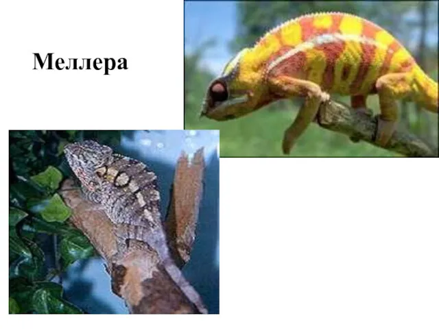 Меллера