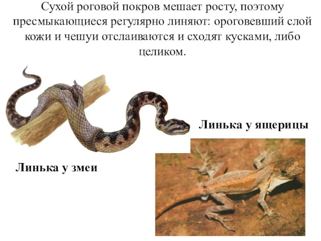 Сухой роговой покров мешает росту, поэтому пресмыкающиеся регулярно линяют: ороговевший