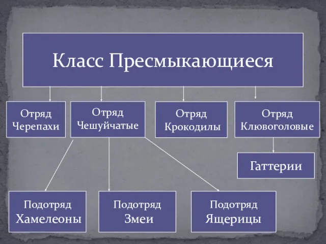 Отряд Черепахи Отряд Чешуйчатые Отряд Крокодилы Отряд Клювоголовые Гаттерии Подотряд