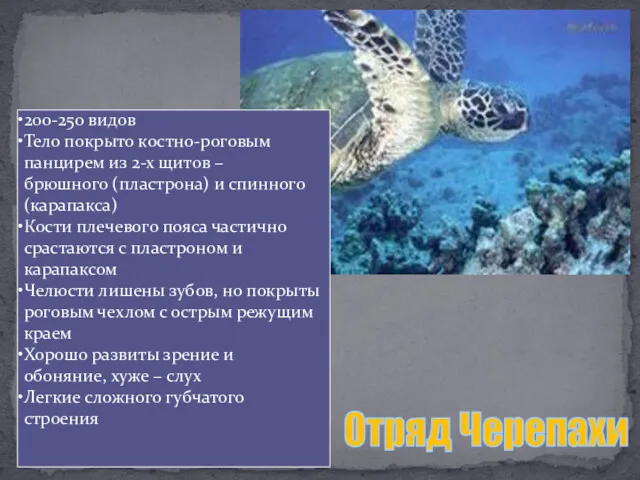 200-250 видов Тело покрыто костно-роговым панцирем из 2-х щитов –