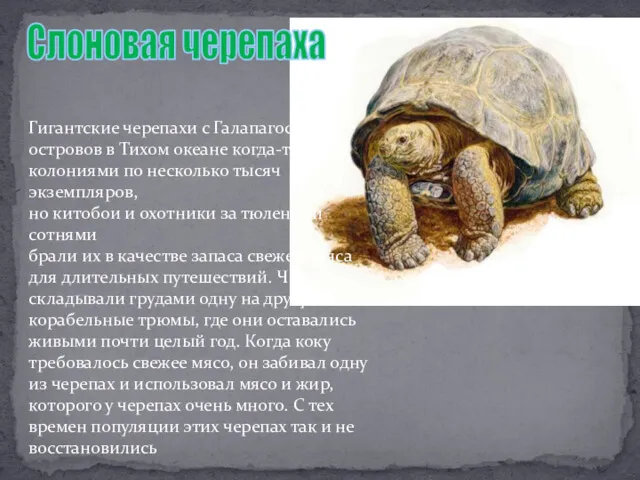 Слоновая черепаха Гигантские черепахи с Галапагосских островов в Тихом океане