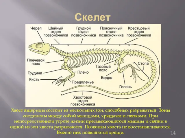 Скелет Хвост ящерицы состоит из нескольких зон, способных разрываться. Зоны