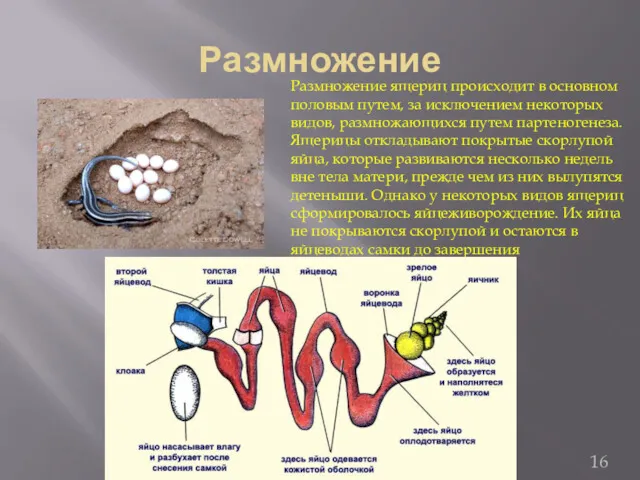 Размножение Размножение ящериц происходит в основном половым путем, за исключением