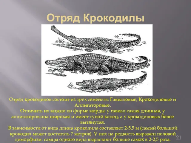 Отряд Крокодилы Отряд крокодилов состоит из трех семейств: Гавиаловые, Крокодиловые