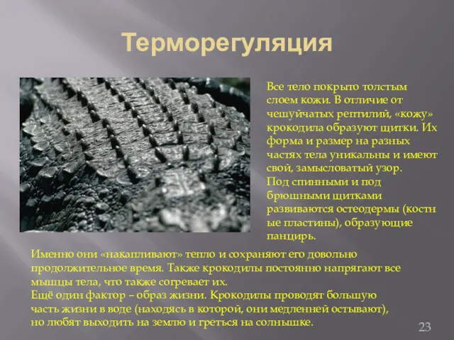 Терморегуляция Все тело покрыто толстым слоем кожи. В отличие от