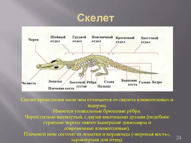 Скелет Скелет крокодилов мало чем отличается от скелета клювоголовых и