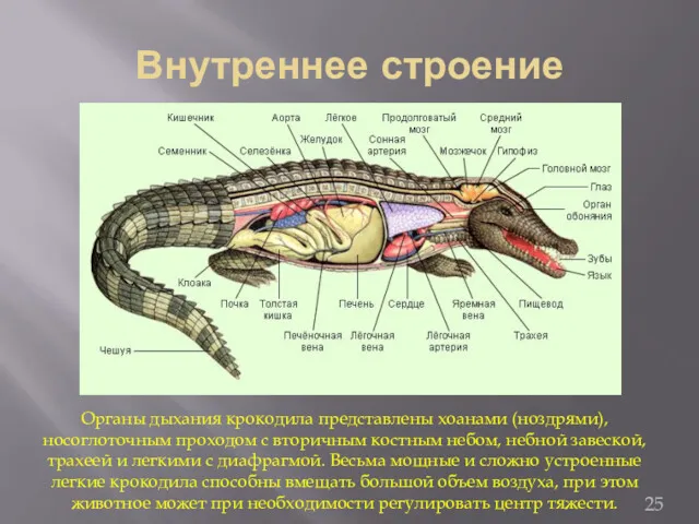 Внутреннее строение Органы дыхания крокодила представлены хоанами (ноздрями), носоглоточным проходом