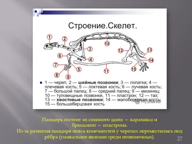 Панцирь состоит из спинного щита — карапакса и брюшного —