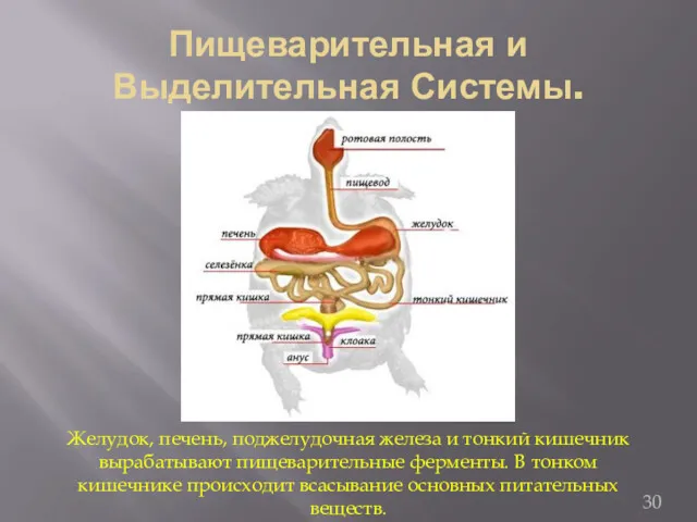 Пищеварительная и Выделительная Системы. Желудок, печень, поджелудочная железа и тонкий