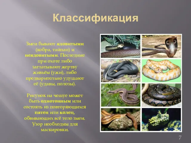 Классификация Змеи бывают ядовитыми (кобра, тайпан) и неядовитыми. Последние при