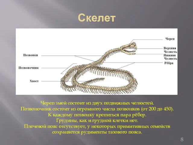 Скелет Череп змей состоит из двух подвижных челюстей. Позвоночник состоит