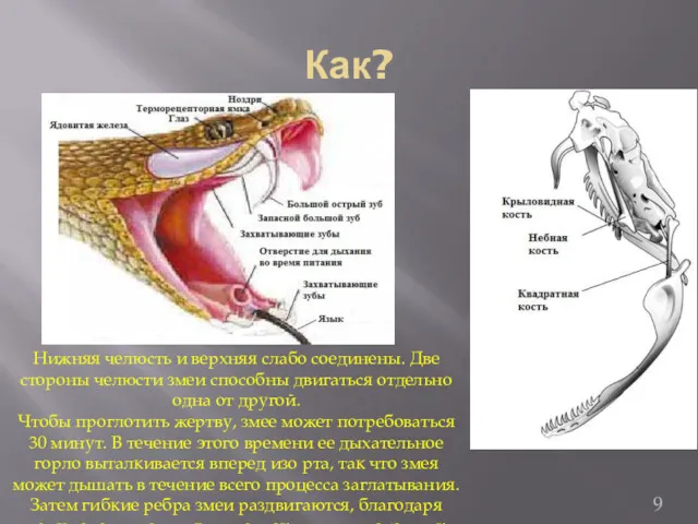 Как? Нижняя челюсть и верхняя слабо соединены. Две стороны челюсти