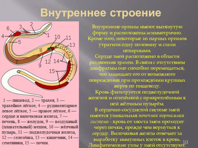 Внутреннее строение Внутренние органы имеют вытянутую форму и расположены асимметрично.