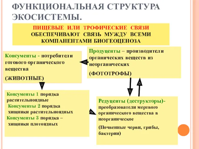 ФУНКЦИОНАЛЬНАЯ СТРУКТУРА ЭКОСИСТЕМЫ. ПИЩЕВЫЕ ИЛИ ТРОФИЧЕСКИЕ СВЯЗИ ОБЕСПЕЧИВАЮТ СВЯЗЬ МУЖДУ