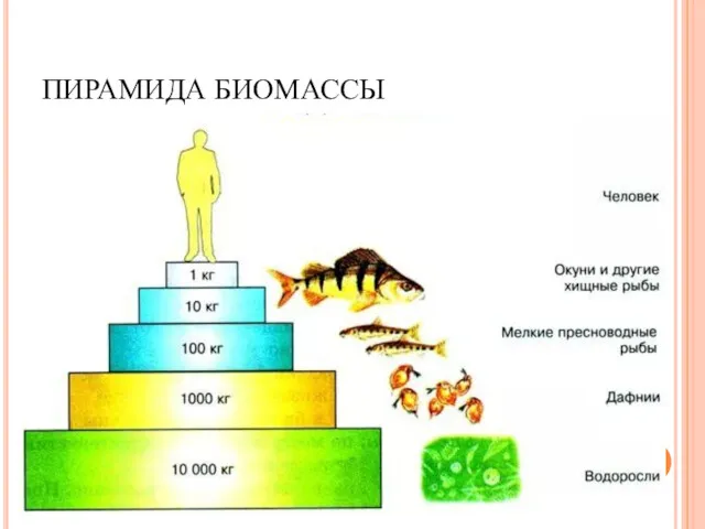 ПИРАМИДА БИОМАССЫ