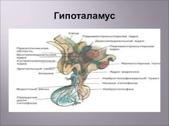 Гипоталамус