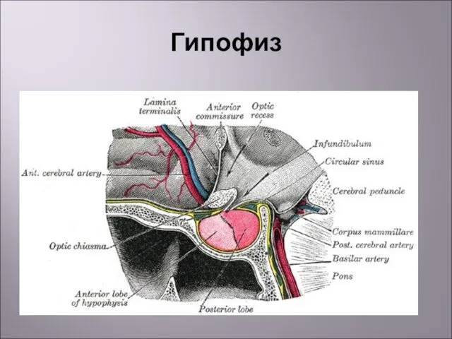 Гипофиз