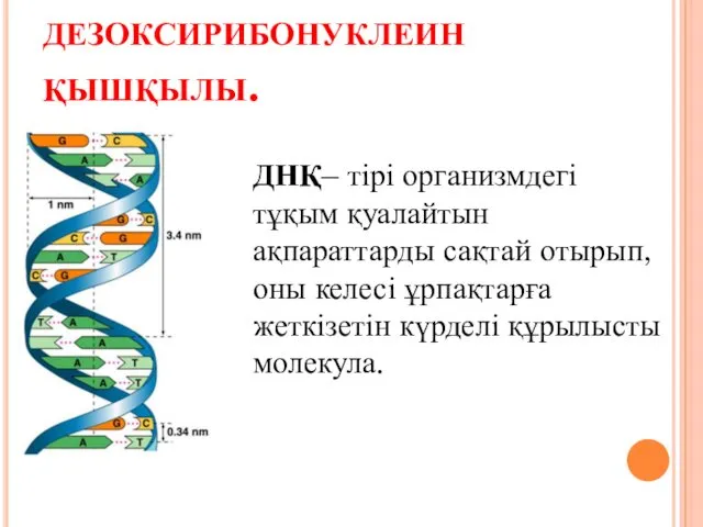 дезоксирибонуклеин қышқылы. ДНҚ– тірі организмдегі тұқым қуалайтын ақпараттарды сақтай отырып,