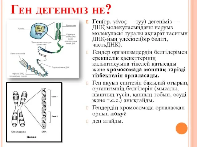 Ген дегеніміз не? Ген(гр. γένος — туу) дегеніміз — ДНҚ