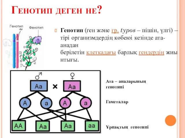 Генотип деген не? Генотип (ген және гр. typos – пішін,