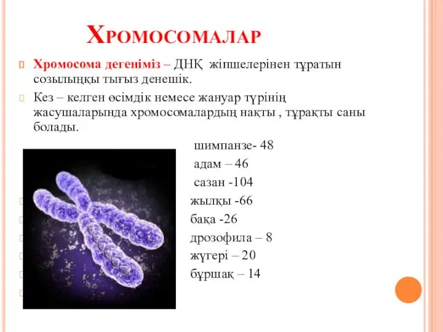 Хромосомалар Хромосома дегеніміз – ДНҚ жіпшелерінен тұратын созылыңқы тығыз денешік.