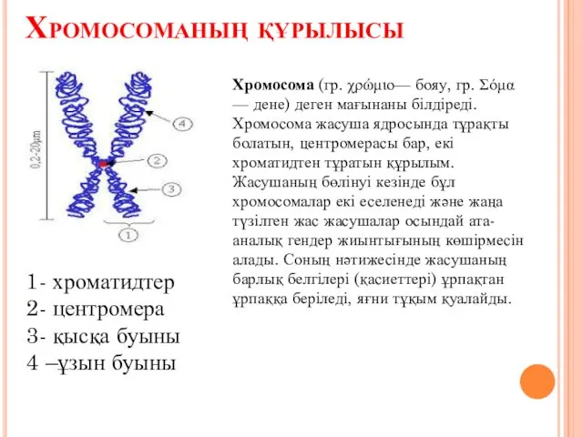 Хромосоманың құрылысы 1- хроматидтер 2- центромера 3- қысқа буыны 4