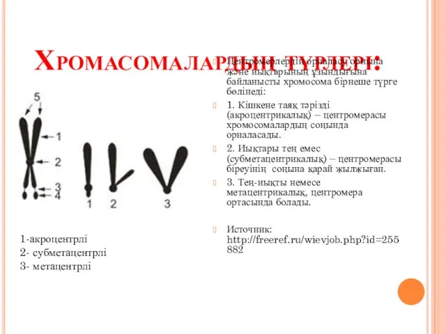 Хромасомалардың түрлері: Центромерлердің орналасу орнына және иықтарының ұзындығына байланысты хромосома