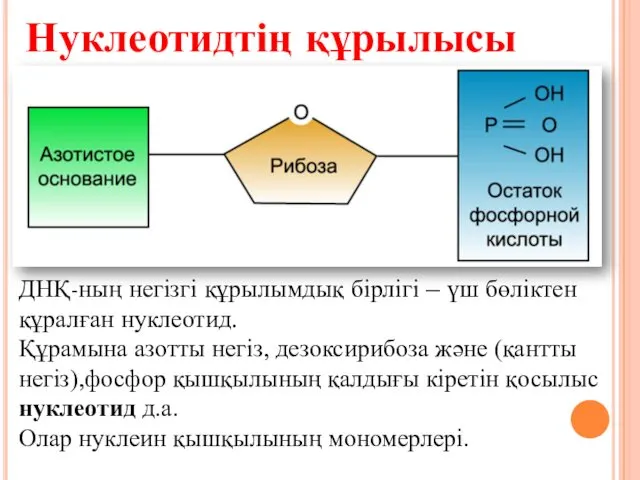 ДНҚ-ның негізгі құрылымдық бірлігі – үш бөліктен құралған нуклеотид. Құрамына