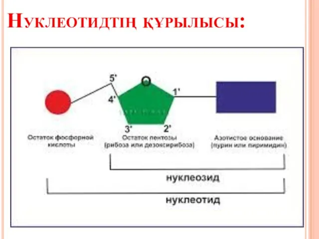 Нуклеотидтің құрылысы: