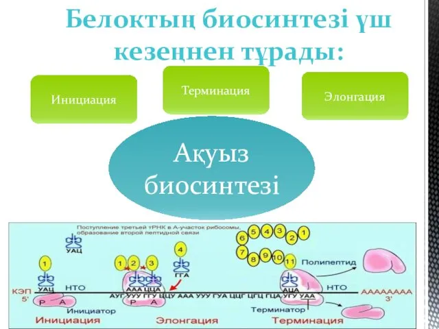 Белоктың биосинтезі үш кезеңнен тұрады: Инициация Элонгация Терминация Ақуыз биосинтезі