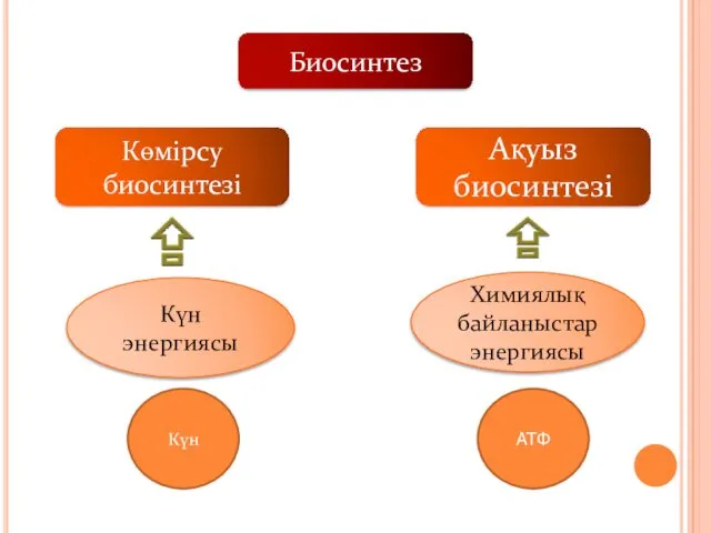 Биосинтез Көмірсу биосинтезі Ақуыз биосинтезі Күн энергиясы Химиялық байланыстар энергиясы Күн АТФ