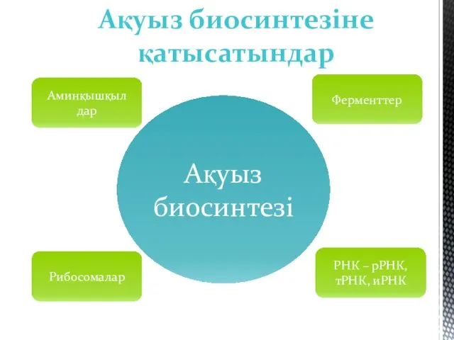 Ақуыз биосинтезіне қатысатындар Аминқышқыл дар Ферменттер Рибосомалар РНК – рРНК, тРНК, иРНК Ақуыз биосинтезі