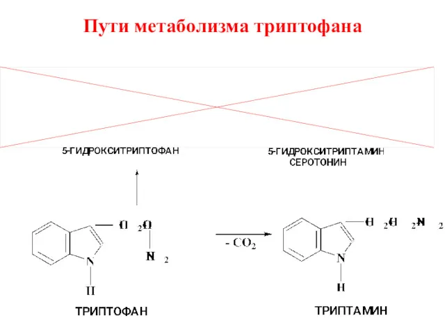 Пути метаболизма триптофана